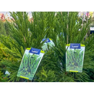 Kryptoméria japonská (Cryptomeria japonica) ´LOBBII´ - výška 50-70 cm, kont. C5L (-21°C)